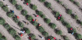 Cina: nel Ningxia raccolta delle bacche di goji ai piedi del monte Helan (1)
