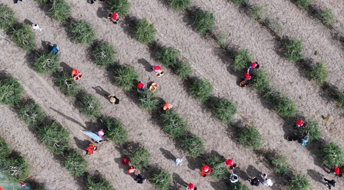 Cina: nel Ningxia raccolta delle bacche di goji ai piedi del monte Helan (1)