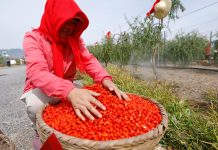 Cina: nel Ningxia raccolta delle bacche di goji ai piedi del monte Helan (2)