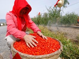 Cina: nel Ningxia raccolta delle bacche di goji ai piedi del monte Helan (2)