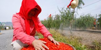 Cina: nel Ningxia raccolta delle bacche di goji ai piedi del monte Helan (2)