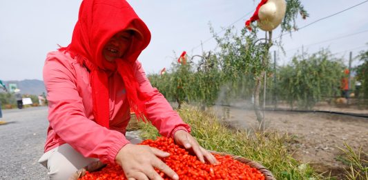 Cina: nel Ningxia raccolta delle bacche di goji ai piedi del monte Helan (2)