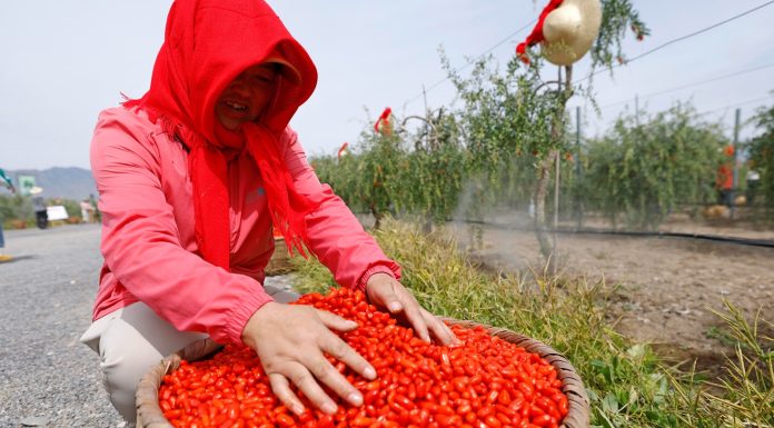 Cina: nel Ningxia raccolta delle bacche di goji ai piedi del monte Helan (2)