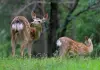 Cina: Qiqihar ospita riserva naturale nazionale dedicata ai cervi sika (1)