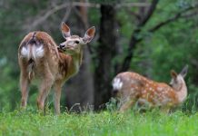 Cina: Qiqihar ospita riserva naturale nazionale dedicata ai cervi sika (1)