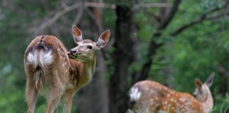 Cina: Qiqihar ospita riserva naturale nazionale dedicata ai cervi sika (1)