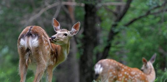 Cina: Qiqihar ospita riserva naturale nazionale dedicata ai cervi sika (1)