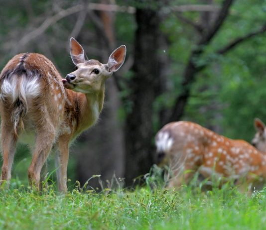 Cina: Qiqihar ospita riserva naturale nazionale dedicata ai cervi sika (1)
