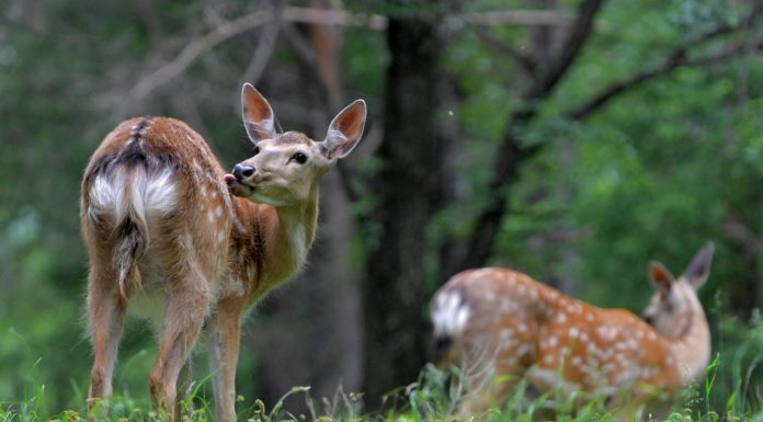 Cina: Qiqihar ospita riserva naturale nazionale dedicata ai cervi sika (1)