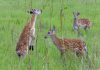 Cina: Qiqihar ospita riserva naturale nazionale dedicata ai cervi sika (2)