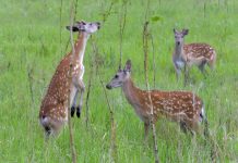 Cina: Qiqihar ospita riserva naturale nazionale dedicata ai cervi sika (2)