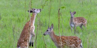 Cina: Qiqihar ospita riserva naturale nazionale dedicata ai cervi sika (2)