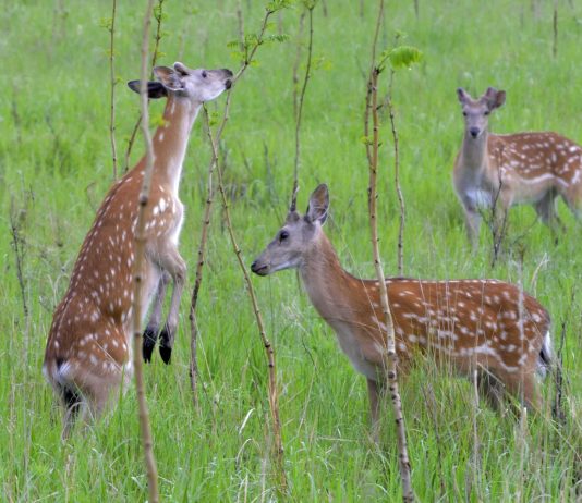 Cina: Qiqihar ospita riserva naturale nazionale dedicata ai cervi sika (2)