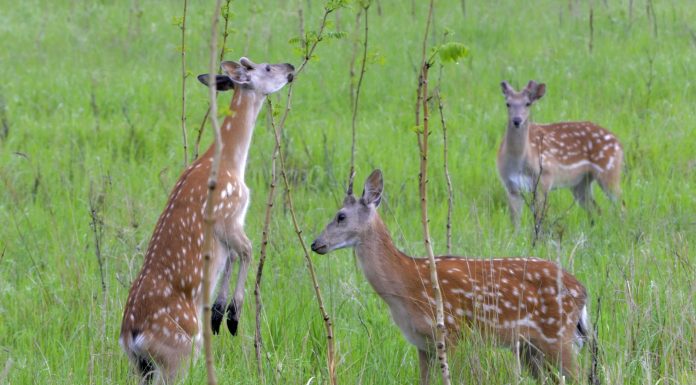 Cina: Qiqihar ospita riserva naturale nazionale dedicata ai cervi sika (2)