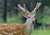 Cina: Qiqihar ospita riserva naturale nazionale dedicata ai cervi sika (3)