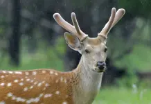 Cina: Qiqihar ospita riserva naturale nazionale dedicata ai cervi sika (3)