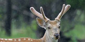 Cina: Qiqihar ospita riserva naturale nazionale dedicata ai cervi sika (3)