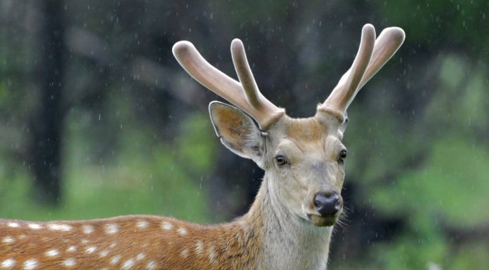 Cina: Qiqihar ospita riserva naturale nazionale dedicata ai cervi sika (3)