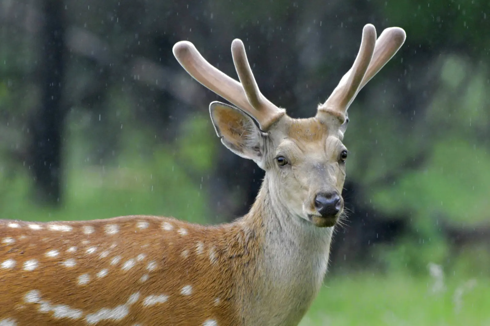 Cina: Qiqihar ospita riserva naturale nazionale dedicata ai cervi sika (3)