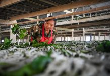 Cina: Qianjiang, allevamento dei bachi da seta stimola l’economia locale (1)