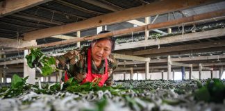 Cina: Qianjiang, allevamento dei bachi da seta stimola l’economia locale (1)