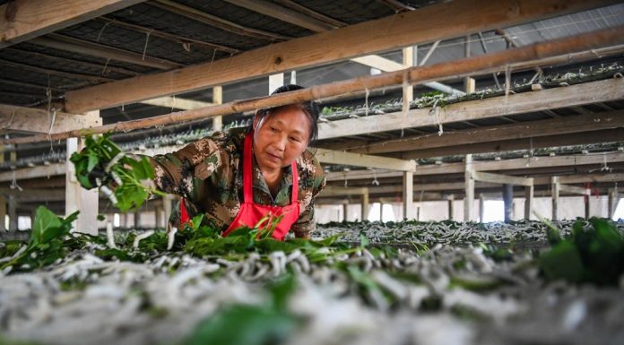 Cina: Qianjiang, allevamento dei bachi da seta stimola l’economia locale (1)