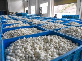 Cina: Qianjiang, allevamento dei bachi da seta stimola l’economia locale (2)