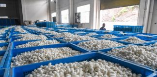 Cina: Qianjiang, allevamento dei bachi da seta stimola l’economia locale (2)