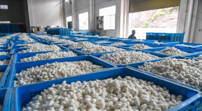 Cina: Qianjiang, allevamento dei bachi da seta stimola l’economia locale (2)