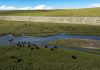 Cina: Xizang, costruiti ponti e sottopassi per bestiame e fauna selvatica (1)