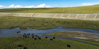 Cina: Xizang, costruiti ponti e sottopassi per bestiame e fauna selvatica (1)