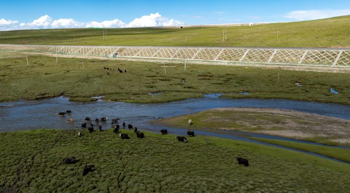 Cina: Xizang, costruiti ponti e sottopassi per bestiame e fauna selvatica (1)