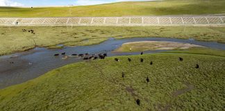 Cina: Xizang, costruiti ponti e sottopassi per bestiame e fauna selvatica (2)