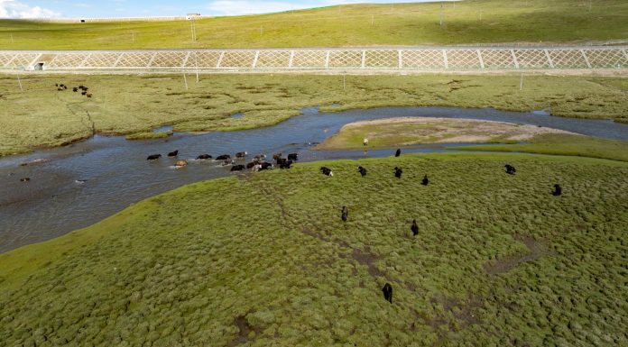 Cina: Xizang, costruiti ponti e sottopassi per bestiame e fauna selvatica (2)