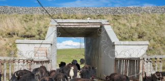 Cina: Xizang, costruiti ponti e sottopassi per bestiame e fauna selvatica (3)