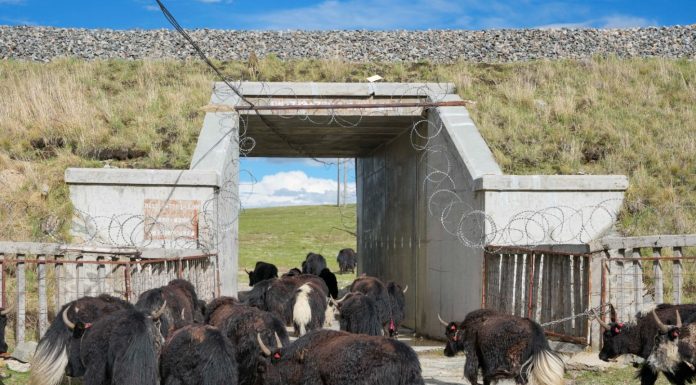 Cina: Xizang, costruiti ponti e sottopassi per bestiame e fauna selvatica (3)