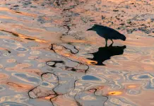 Cina: Wuhan, il lago Dong tra fiori di loto e biodiversità (1)