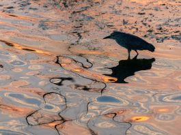 Cina: Wuhan, il lago Dong tra fiori di loto e biodiversità (1)