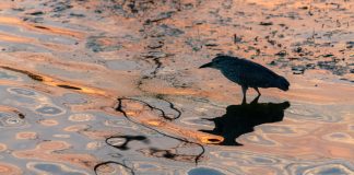 Cina: Wuhan, il lago Dong tra fiori di loto e biodiversità (1)