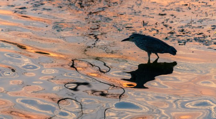 Cina: Wuhan, il lago Dong tra fiori di loto e biodiversità (1)