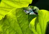 Cina: Wuhan, il lago Dong tra fiori di loto e biodiversità (2)