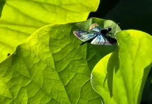 Cina: Wuhan, il lago Dong tra fiori di loto e biodiversità (2)