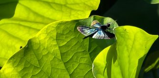 Cina: Wuhan, il lago Dong tra fiori di loto e biodiversità (2)