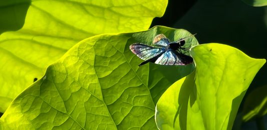 Cina: Wuhan, il lago Dong tra fiori di loto e biodiversità (2)