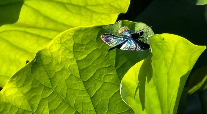 Cina: Wuhan, il lago Dong tra fiori di loto e biodiversità (2)