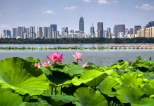 Cina: Wuhan, il lago Dong tra fiori di loto e biodiversità (3)