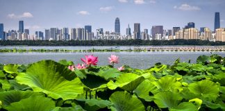 Cina: Wuhan, il lago Dong tra fiori di loto e biodiversità (3)