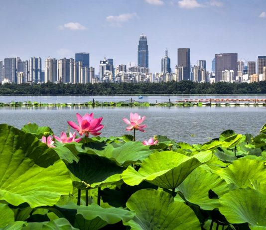 Cina: Wuhan, il lago Dong tra fiori di loto e biodiversità (3)