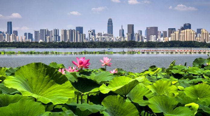 Cina: Wuhan, il lago Dong tra fiori di loto e biodiversità (3)