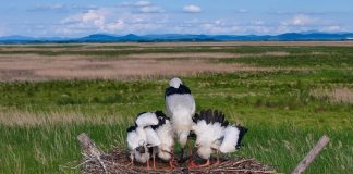 Cina: Heilongjiang, inizia fase chiave per riproduzione di uccelli migratori (2)